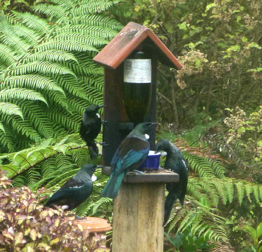 tui feeder